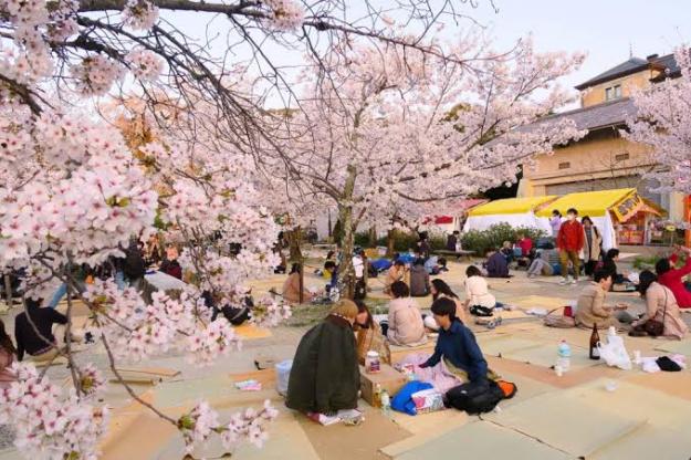 japan travel cherry blossoms dra martha castro noriega tijuana baja california mexico los angeles usa america