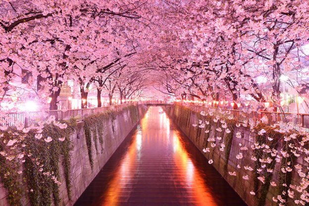 japan travel cherry blossoms dra martha castro noriega tijuana baja california mexico los angeles usa america