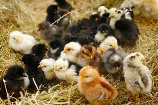 animals sustainability hens eggs food urban farm dra martha castro noriega tijuana california usa