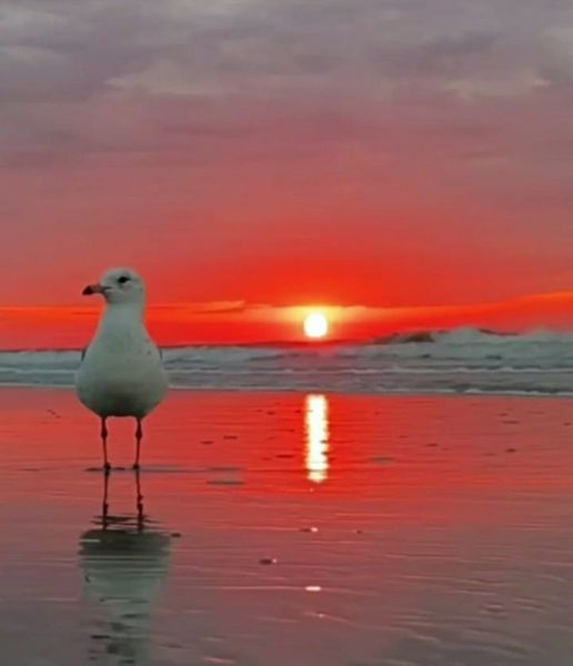 Beautiful Breathtaking Sunset In Rosarito Beach BC Mexico dra martha a castro noriega tijuana